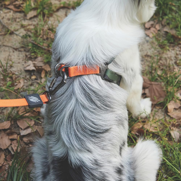 M Pets Wild Jungle Control Leash for Dogs