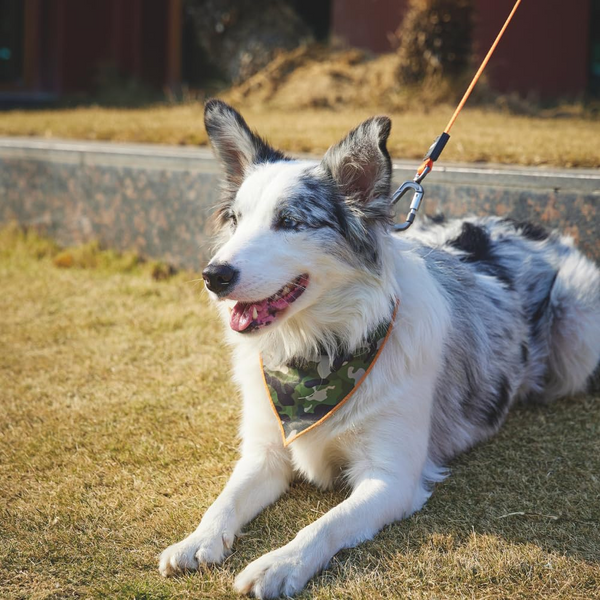 M Pets Wild Jungle Control Leash for Dogs