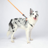 M Pets Wild Jungle Control Leash for Dogs Dogs-Collar, Leashes, harnesses M Pets