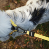 M Pets Wild Safari Control Leash for Dogs Dogs-Collar, Leashes, harnesses M Pets