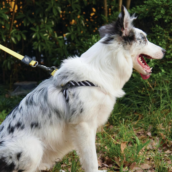 M Pets Wild Safari Control Leash for Dogs