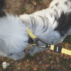 M Pets Wild Safari Regular Leash for Dogs Dogs-Collar, Leashes, harnesses M Pets