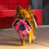 Kong Cozie Floppy Rabbit Toy for Dogs (Pink) Dogs-Toys Kong