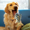 Kong Wild Shieldz Perch Toy for Dogs (Multicolour) Dogs-Toys Kong