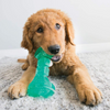 Kong Squeezz Dental Bone Toy for Dogs (Green) Dogs-Toys Kong