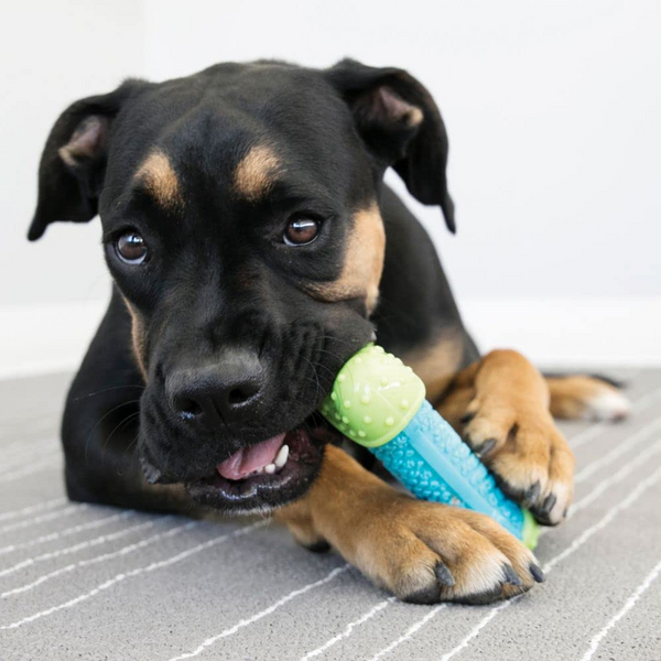 Kong CoreStrength Bone Toy for Dogs (Blue & Green)