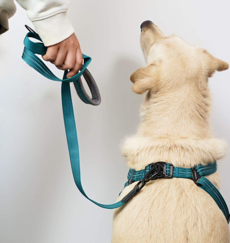 Skatrs Adventure in Style & Comfort Ocean Wave Leash for Dogs and Cats (Blue) Both-Collar, Leashes, harnesses Skatrs