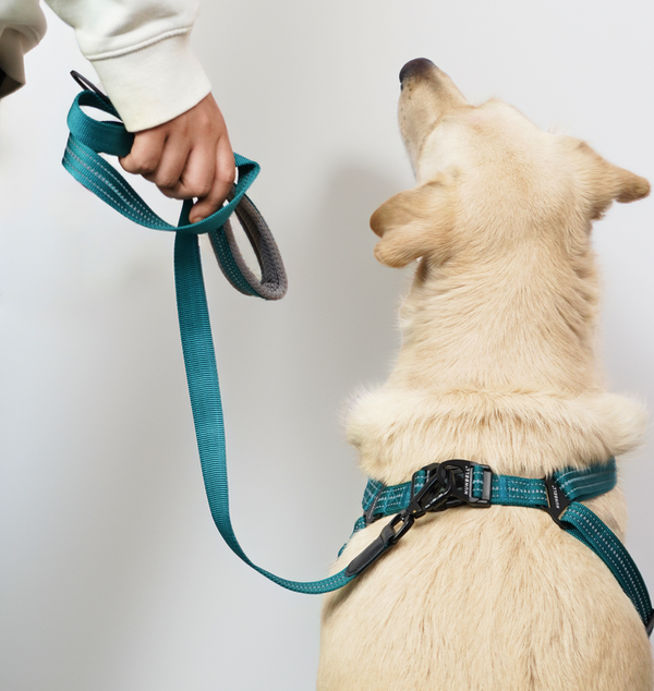 Skatrs Adventure in Style & Comfort Ocean Wave Leash for Dogs and Cats (Blue)