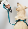 Skatrs Adventure in Style & Comfort Ocean Wave Leash for Dogs and Cats (Blue) Both-Collar, Leashes, harnesses Skatrs