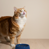 Goofy Tails Mackerel & Chicken Cat Meals Cats-Fresh Food Goofy Tails