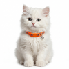 Basil Printed Collar for Cats & Puppies (Orange) Both-Collar, Leashes, harnesses Basil