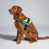 Skatrs Police K9 Harness for Dogs (Neon Green) Both-Collar, Leashes, harnesses Skatrs M