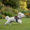 Skatrs Police K9 Harness for Dogs (Red) Both-Collar, Leashes, harnesses Skatrs