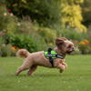 Skatrs Police K9 Harness for Dogs (Neon Green) Both-Collar, Leashes, harnesses Skatrs