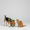 Skatrs Food Dispenser for Dogs and Cats Both-Bowls & Feeders Skatrs