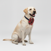 Skatrs Checkered Scottish Red Bow for Dogs and Cats Both-Clothing & Accessories Skatrs L