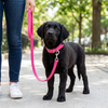Skatrs 3 in 1 Adjustable Leash for Dogs (Flamingo Pink) Dogs-Collar, Leashes, harnesses Skatrs