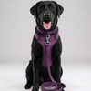 Skatrs 3 in 1 Adjustable Leash for Dogs (Cosmic Purple) Dogs-Collar, Leashes, harnesses Skatrs