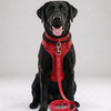 Skatrs 3 in 1 Adjustable Leash for Dogs (Ruby Red) Dogs-Collar, Leashes, harnesses Skatrs