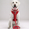 Skatrs 3 in 1 Adjustable Leash for Dogs (Cosmic Purple) Dogs-Collar, Leashes, harnesses Skatrs