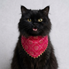 Skatrs Ethnic Bandana for Cats (Pink) Both-Clothing & Accessories Skatrs