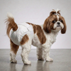 Skatrs Diapers for Female Dogs Dogs-Health & Wellness Skatrs S