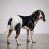 Skatrs Diapers for Female Dogs Dogs-Health & Wellness Skatrs
