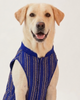 Skatrs Maharaja Handcrafted Sherwani for Dogs and Cats (Sapphire Blue) Both-Clothing & Accessories Skatrs