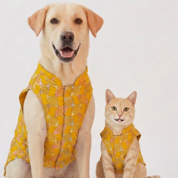 Skatrs Maharaja Handcrafted Sherwani for Dogs and Cats (Sunshine Gold)
