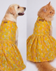 Skatrs Maharani Handcrafted Sherwani for Dogs and Cats (Sunshine Gold) Both-Clothing & Accessories Skatrs