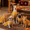 Skatrs Maharani Handcrafted Sherwani for Dogs and Cats (Sunshine Gold) Both-Clothing & Accessories Skatrs