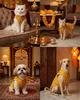 Skatrs Maharaja Handcrafted Sherwani for Dogs and Cats (Sunshine Gold) Both-Clothing & Accessories Skatrs