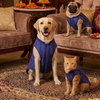 Skatrs Maharaja Handcrafted Sherwani for Dogs and Cats (Sapphire Blue) Both-Clothing & Accessories Skatrs