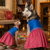 Skatrs Ethnic Lehenga Dress for Dogs and Cats (Royal Pink & Blue) Both-Clothing & Accessories Skatrs