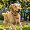 Skatrs PawGlow LED Charm (Red) Pet Parent-Gifting & Merch Skatrs