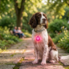 Skatrs PawGlow LED Charm (Pink) Pet Parent-Gifting & Merch Skatrs