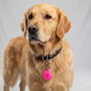 Skatrs PawGlow LED Charm (Pink) Pet Parent-Gifting & Merch Skatrs