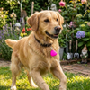 Skatrs PawGlow LED Charm (Pink) Pet Parent-Gifting & Merch Skatrs One Size