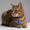 Skatrs PawGlow LED Charm (Blue) Pet Parent-Gifting & Merch Skatrs