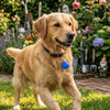 Skatrs PawGlow LED Charm (Blue) Pet Parent-Gifting & Merch Skatrs