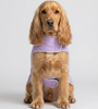 Skatrs Puffer Reversible Jacket for Dogs and Cats (Black/Lilac) Both-Clothing & Accessories Skatrs