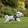 Skatrs Police K9 Harness for Dogs (Navy Blue) Both-Collar, Leashes, harnesses Skatrs