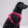 Skatrs Fully Padded Harness for Dogs (Flamingo Pink) Dogs-Collar, Leashes, harnesses Skatrs