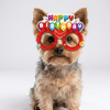 Skatrs Birthday Hamper for Dogs and Cats (Pink) Both-Clothing & Accessories Skatrs