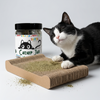 Skatrs Catnip Jar for Cats Rewards Cats-Toys Skatrs