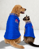 Skatrs Ethnic Sherwani for Dogs and Cats (Royal Blue) Both-Clothing & Accessories Skatrs