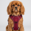 Skatrs Fully Padded Reflective Harness for Dogs & Cats (Maroon) Both-Collar, Leashes, harnesses Skatrs