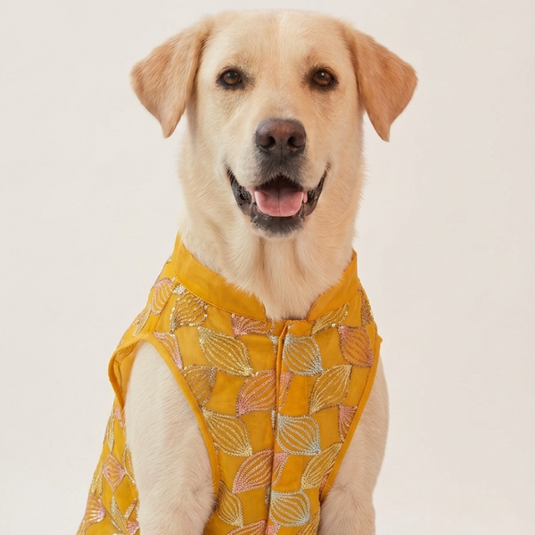 Skatrs Maharaja Handcrafted Sherwani for Dogs and Cats (Sunshine Gold)