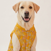 Skatrs Maharaja Handcrafted Sherwani for Dogs and Cats (Sunshine Gold) Both-Clothing & Accessories Skatrs