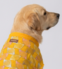 Skatrs Maharaja Handcrafted Sherwani for Dogs and Cats (Sunshine Gold) Both-Clothing & Accessories Skatrs